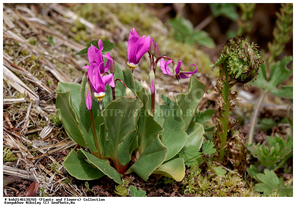 ��������, �����, ������ ��������, ���������� ��������, ������� ��������, ������, �����, DONE, ����������� ������� ��������, ������, ���, ����� �����, ����������� �����, ������� ������, ������ ������, ������������, ����������, Primulaceae, ���������� ������������, Dodecatheon pulchellum, XYZ