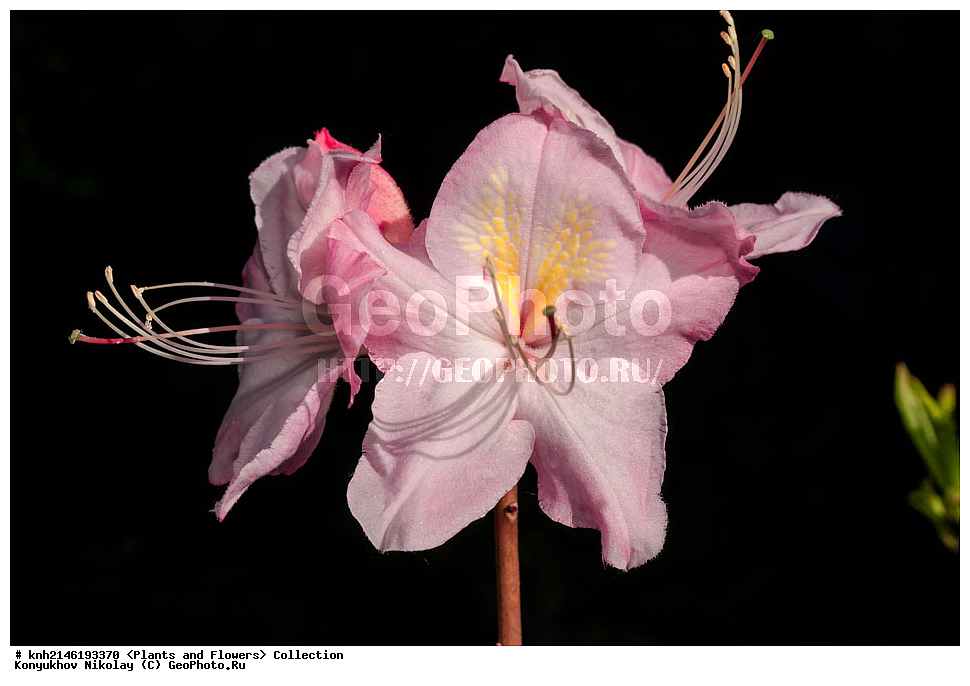 ��������, �����, ������ ��������, ���������� ��������, ������� ��������, ������, �����, �����������, ���������� �������, DONE, ����������, Ericaceae, ������ ���������������, ������ ������, ������ ������, ����������� ����������� ������ ������, ���� ������, Rhododendron � mollis, Rhododendron x kosterianum, Rhododendron x kosteranum, ������ , ���������, ����������, ������������ ��������, ������������ ��������, ������������, ������������ �����������, �����������, ������������, ���������, �����, ����������, ������������ ��������, ������������ ��������, ������������, ������������, ������������, �����������, XYZ, ����������� ������, ����������� ����������� �����