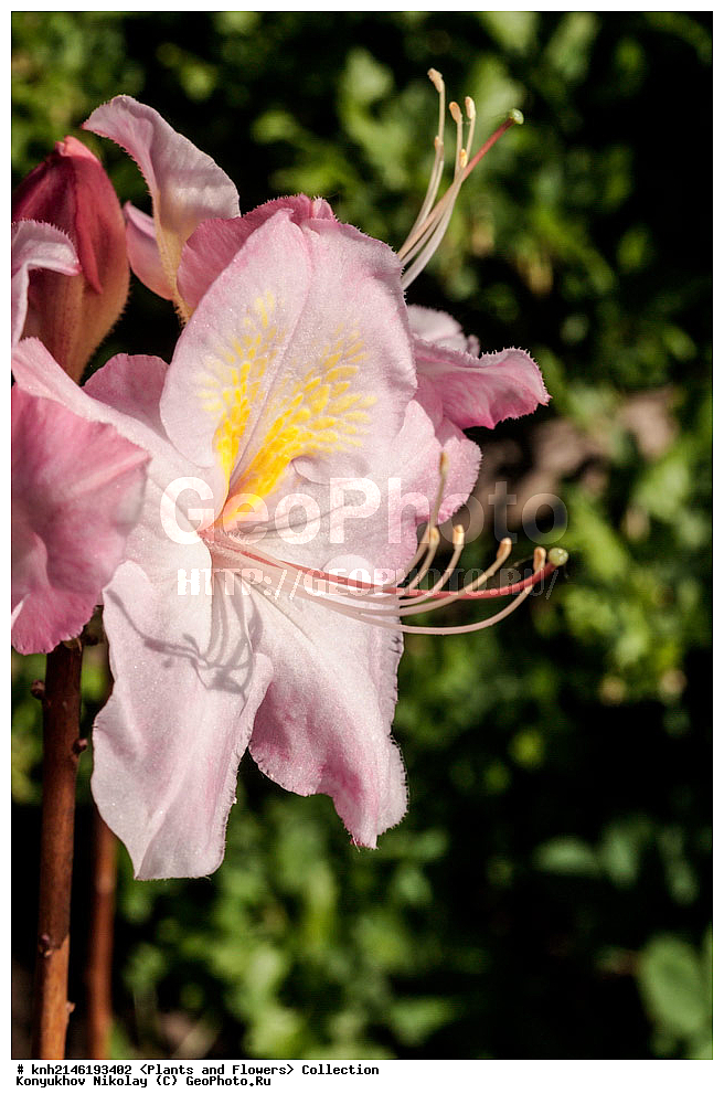 ��������, �����, ������ ��������, ���������� ��������, ������� ��������, ������, �����, �����������, ���������� �������, DONE, ����������, Ericaceae, ������ ���������������, ������ ������, ������ ������, ����������� ����������� ������ ������, ���� ������, Rhododendron � mollis, Rhododendron x kosterianum, Rhododendron x kosteranum, ������ , ���������, ����������, ������������ ��������, ������������ ��������, ������������, ������������ �����������, �����������, ������������, ���������, �����, ����������, ������������ ��������, ������������ ��������, ������������, ������������, ������������, �����������, XYZ, ����������� ������, ����������� ����������� �����