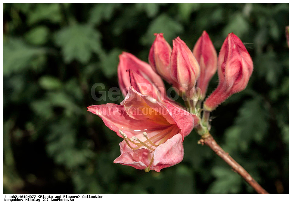 ��������, �����, ������ ��������, ���������� ��������, ������� ��������, ������, �����, �����������, ���������� �������, DONE, ����������, Ericaceae, ������ ���������������, ������ ������, ������ ������, ����������� ����������� ������ ������, ���� ������, Rhododendron � mollis, Rhododendron x kosterianum, Rhododendron x kosteranum, ������ , ���������, ����������, ������������ ��������, ������������ ��������, ������������, ������������ �����������, �����������, ������������, ���������, �����, ����������, ������������ ��������, ������������ ��������, ������������, ������������, ������������, �����������, XYZ, ����������� ������, ����������� ����������� �����