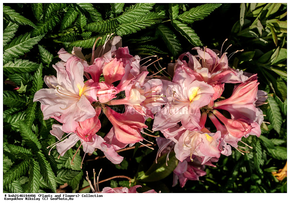 ��������, �����, ������ ��������, ���������� ��������, ������� ��������, ������, �����, �����������, ���������� �������, DONE, ����������, Ericaceae, ������ ���������������, ������ ������, ������ ������, ����������� ����������� ������ ������, ���� ������, Rhododendron � mollis, Rhododendron x kosterianum, Rhododendron x kosteranum, ������ , ���������, ����������, ������������ ��������, ������������ ��������, ������������, ������������ �����������, �����������, ������������, ���������, �����, ����������, ������������ ��������, ������������ ��������, ������������, ������������, ������������, �����������, XYZ, ����������� ������, ����������� ����������� �����