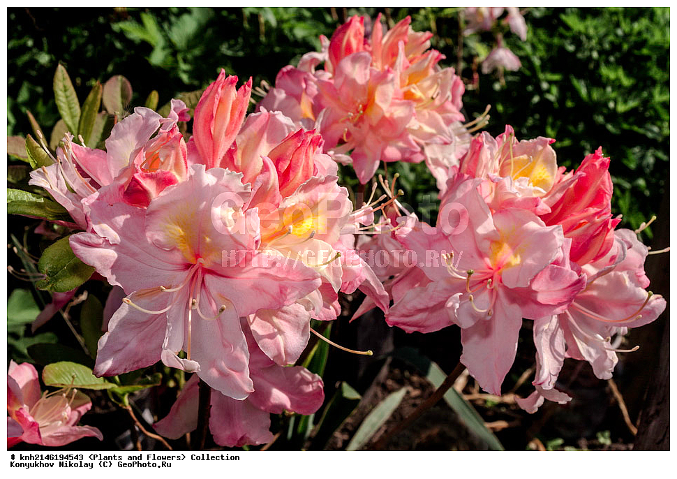 ��������, �����, ������ ��������, ���������� ��������, ������� ��������, ������, �����, �����������, ���������� �������, DONE, ����������, Ericaceae, ������ ���������������, ������ ������, ������ ������, ����������� ����������� ������ ������, ���� ������, Rhododendron � mollis, Rhododendron x kosterianum, Rhododendron x kosteranum, ������ , ���������, ����������, ������������ ��������, ������������ ��������, ������������, ������������ �����������, �����������, ������������, ���������, �����, ����������, ������������ ��������, ������������ ��������, ������������, ������������, ������������, �����������, XYZ, ����������� ������, ����������� ����������� �����