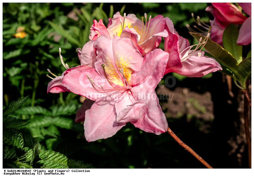 ��������, �����, ������ ��������, ���������� ��������, ������� ��������, ������, �����, �����������, ���������� �������, DONE, ����������, Ericaceae, ������ ���������������, ������ ������, ������ ������, ����������� ����������� ������ ������, ���� ������, Rhododendron � mollis, Rhododendron x kosterianum, Rhododendron x kosteranum, ������ , ���������, ����������, ������������ ��������, ������������ ��������, ������������, ������������ �����������, �����������, ������������, ���������, �����, ����������, ������������ ��������, ������������ ��������, ������������, ������������, ������������, �����������, XYZ, ����������� ������, ����������� ����������� �����