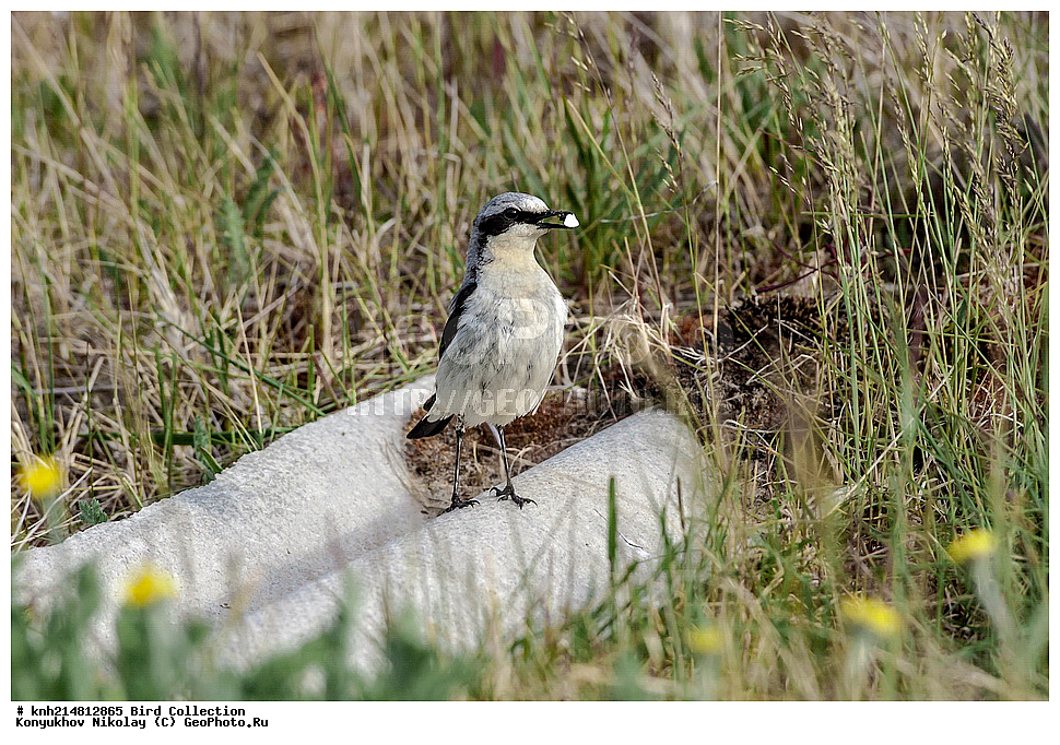 �������, ��������� ����, �������, ����������� ���������, ������������� �������, �������� ���������� �����, ������, ��������, ��������, �����, �����, ��������, �����������, DONE, ������������, Muscicapidae, ������������ �������, �������, Oenanthe oenanthe, XYZ