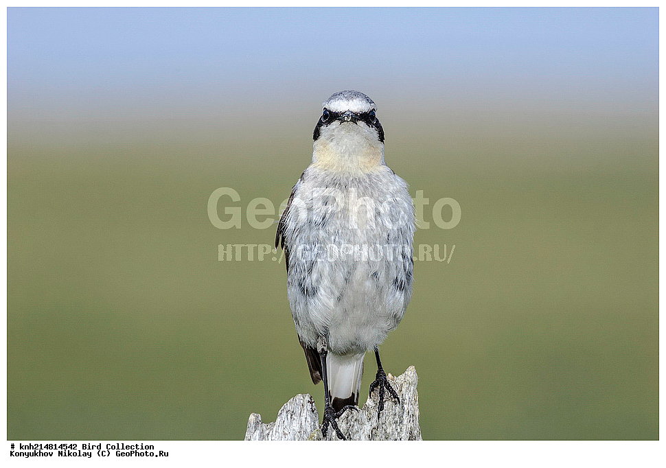 �������, ��������� ����, �������, ����������� ���������, ������������� �������, �������� ���������� �����, ������, ��������, ��������, �����, �����, ��������, �����������, DONE, ������������, Muscicapidae, ������������ �������, �������, Oenanthe oenanthe, XYZ