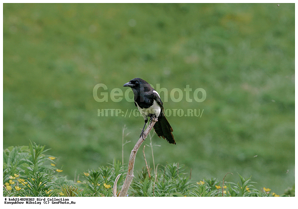 ����������� ������� ��������, ������, ���, ����� �����, ����������� �����, ������� ������, ������ ������, ��������, ��������, ��������, �����������, �����, �����, DONE, ��������, ���������, Corvidae, ������������������ ������, Pica hudsonia, XYZ