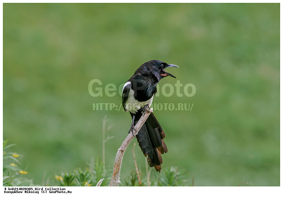 ����������� ������� ��������, ������, ���, ����� �����, ����������� �����, ������� ������, ������ ������, ��������, ��������, ��������, �����������, �����, �����, DONE, ��������, ���������, Corvidae, ������������������ ������, Pica hudsonia, XYZ