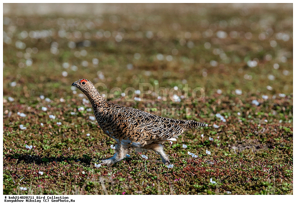 �������, ��������� ����, �������, ����������� ���������, ������������� �������, �������� ���������� �����, ������, ��������, ��������, �����, �����, ��������, �����������, �����������������, ������������� �����, ������������� �����, DONE, �����������, Tetraonidae, ����� ���������, Lagopus lagopus, XYZ