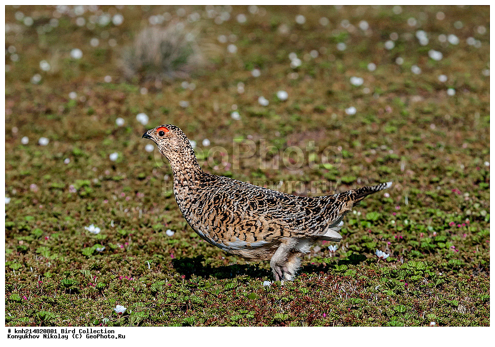 �������, ��������� ����, �������, ����������� ���������, ������������� �������, �������� ���������� �����, ������, ��������, ��������, �����, �����, ��������, �����������, �����������������, ������������� �����, ������������� �����, DONE, �����������, Tetraonidae, ����� ���������, Lagopus lagopus, XYZ