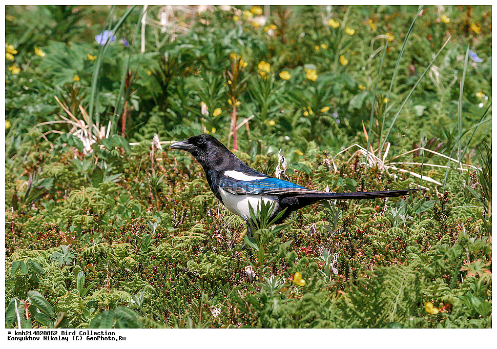 ����������� ������� ��������, ������, ���, ����� �����, ����������� �����, ������� ������, ������ ������, ��������, ��������, ��������, �����������, �����, �����, DONE, ��������, ���������, Corvidae, ������������������ ������, Pica hudsonia, XYZ