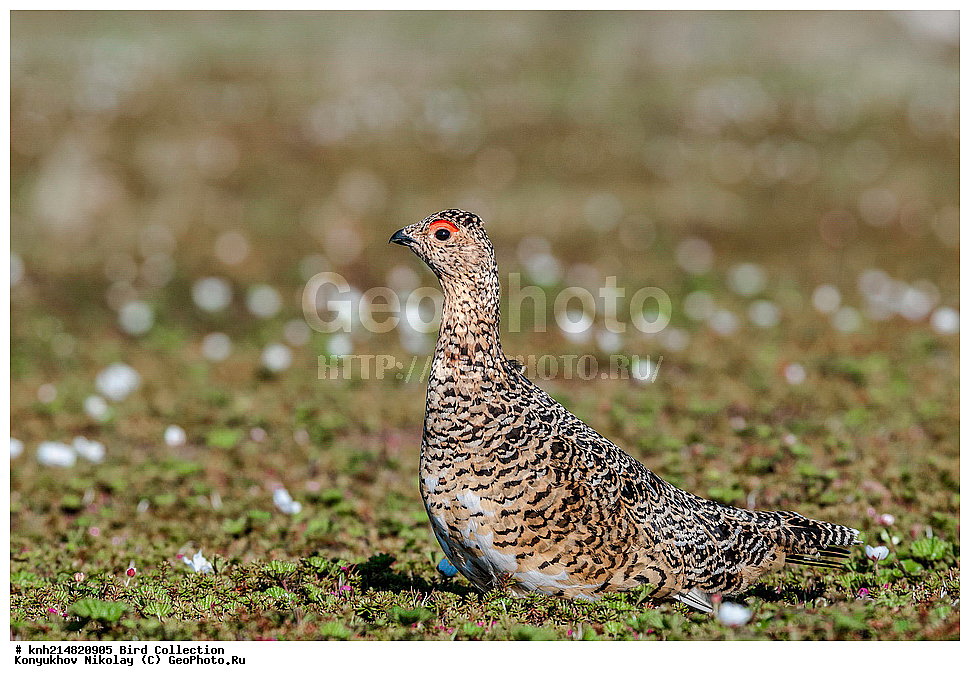 �������, ��������� ����, �������, ����������� ���������, ������������� �������, �������� ���������� �����, ������, ��������, ��������, �����, �����, ��������, �����������, �����������������, ������������� �����, ������������� �����, DONE, �����������, Tetraonidae, ����� ���������, Lagopus lagopus, XYZ