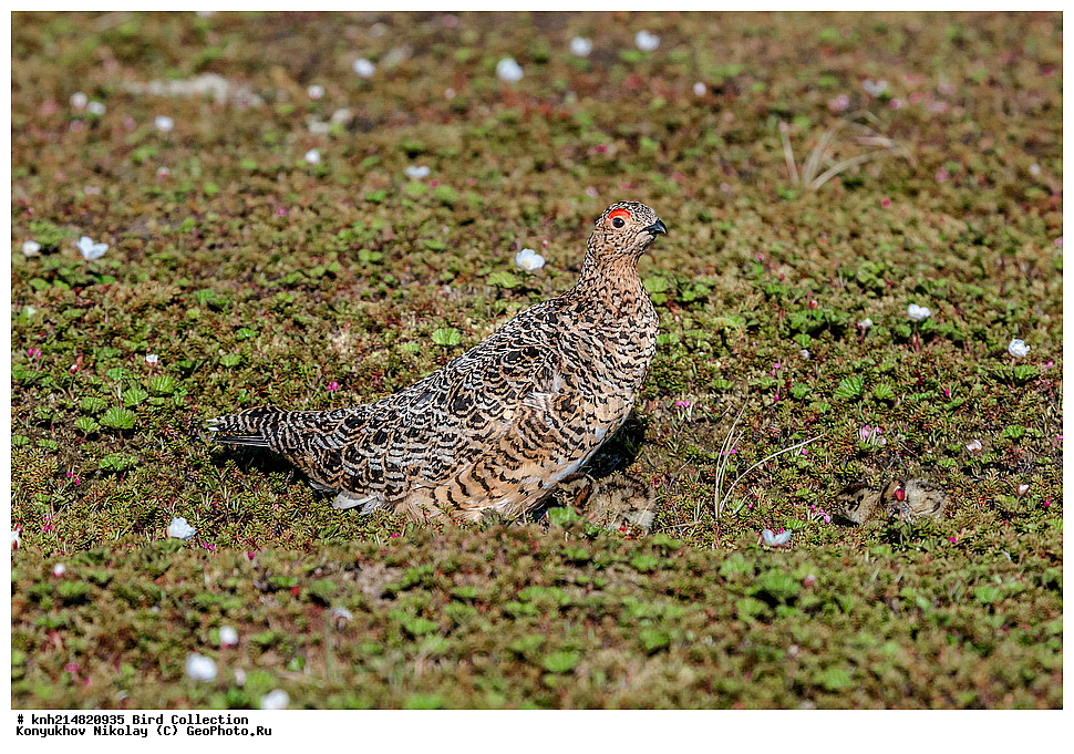 �������, ��������� ����, �������, ����������� ���������, ������������� �������, �������� ���������� �����, ������, ��������, ��������, �����, �����, ��������, �����������, �����������������, ������������� �����, ������������� �����, DONE, �����������, Tetraonidae, ����� ���������, Lagopus lagopus, XYZ