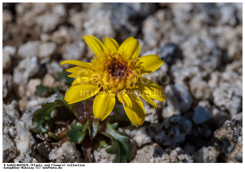 ����������� ������� ��������, ������, ���, ����� �����, ����������� �����, ������� ������, ������ ������, ���������, ������ ��������, �����, ���������� ��������, ������������ ��������, ������������ ��������, ����, �����, �����, �����, DONE, ����������� ������� ��������, ������, ���, ����� �����, ����������� �����, ������� ������, ������ ������, ��������, �������������, Asteraceae, Compositae, ��������� ������������, ���������� ������������, ���������� �������������, ������ ������������, Tephroseris heterophylla, Senecio resedifolius, Packera cymbalaria, ������, �����, XYZ