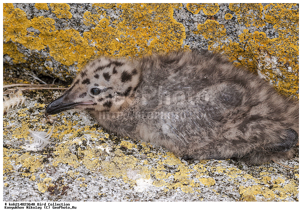 ����������� ������� ��������, ������, ���, ����� �����, ����������� �����, ������� ������, ������ ������, ��������, ��������, ��������, �����������, ������� �����, ������� �����, DONE, ��������, Laridae, ���������� �����, Larus glaucescens, ������, ������, �����, �����, XYZ