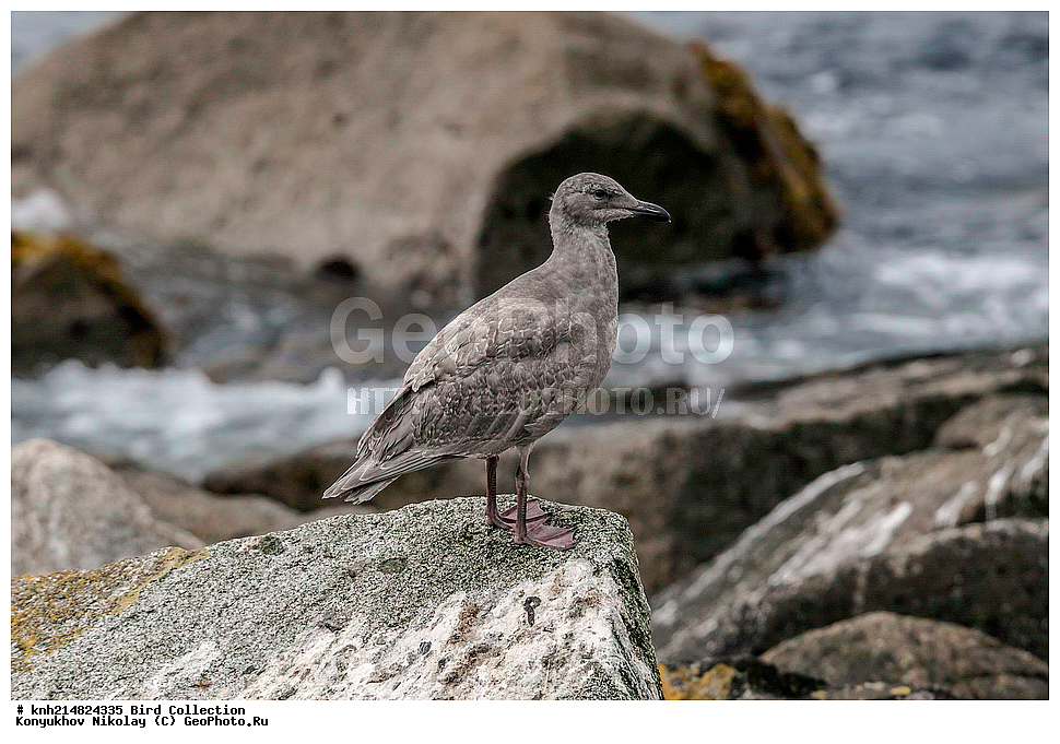 ����������� ������� ��������, ������, ���, ����� �����, ����������� �����, ������� ������, ������ ������, ��������, ��������, ��������, �����������, ������� �����, ������� �����, DONE, ��������, Laridae, ���������� �����, Larus glaucescens, ������, ������, �����, �����, XYZ