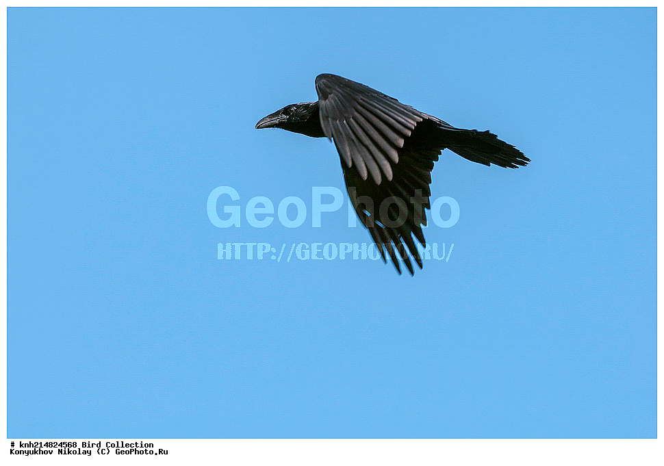 ����������� ������� ��������, ������, ���, ����� �����, ����������� �����, ������� ������, ������ ������, ��������, ��������, ��������, �����������, �����, �����, DONE, ��������, ���������, Corvidae, �����, Corvus corax, XYZ