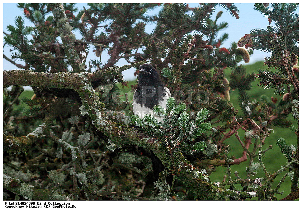 ����������� ������� ��������, ������, ���, ����� �����, ����������� �����, ������� ������, ������ ������, ��������, ��������, ��������, �����������, �����, �����, DONE, ��������, ���������, Corvidae, ������������������ ������, Pica hudsonia, XYZ