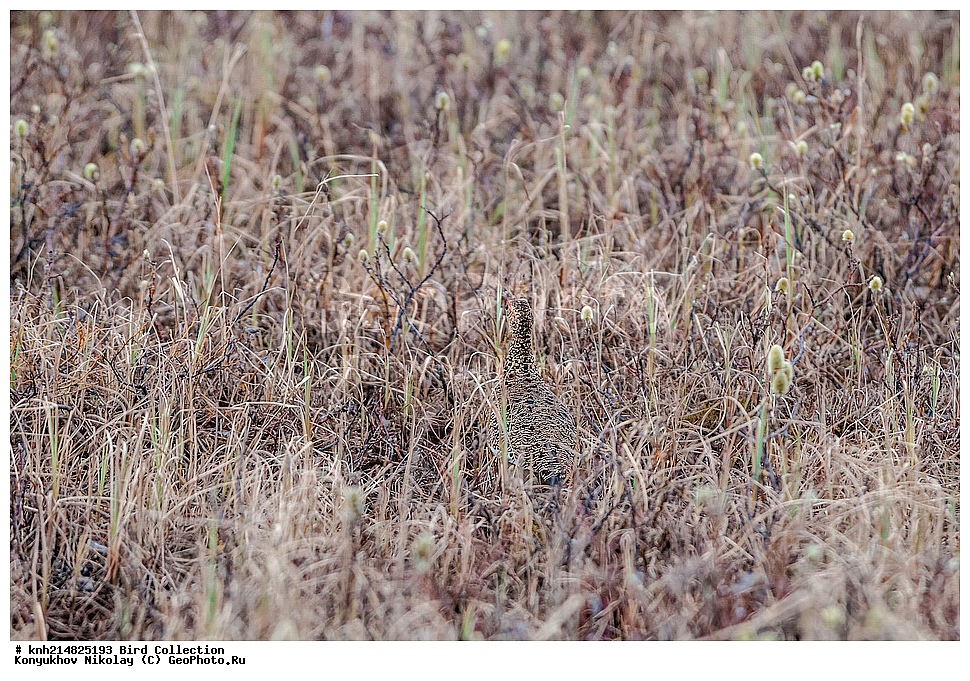 �������, ��������� ����, �������, ����������� ���������, ������������� �������, �������� ���������� �����, ������, ��������, ��������, �����, �����, ��������, �����������, �����������������, ������������� �����, ������������� �����, DONE, �����������, Tetraonidae, ����� ���������, Lagopus lagopus, XYZ