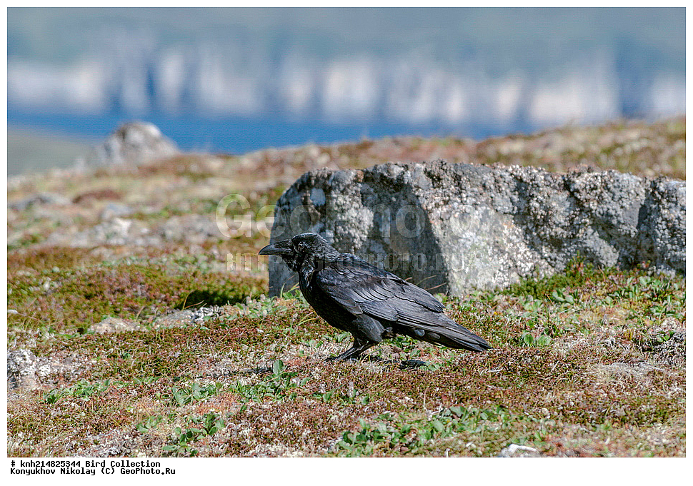 ����������� ������� ��������, ������, ���, ����� �����, ����������� �����, ������� ������, ������ ������, ��������, ��������, ��������, �����������, �����, �����, DONE, ��������, ���������, Corvidae, �����, Corvus corax, XYZ