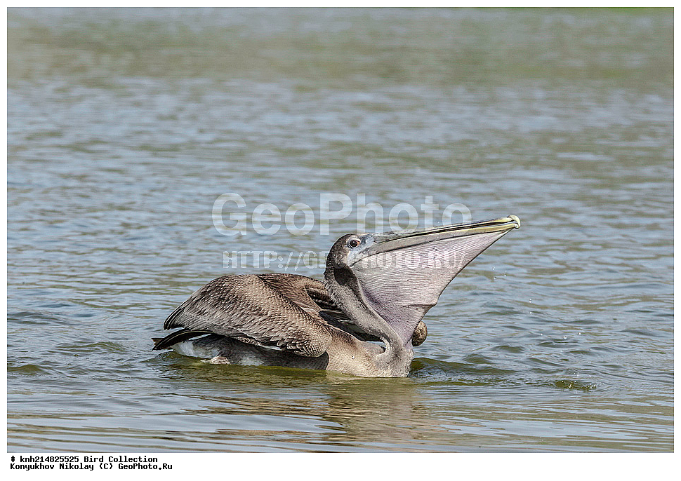 ����������, ������ ������, ���, ��������, ��������, �����, �����, ��������, �����������, ������� �����, ������� �����, DONE, �����������, Pelecanidae, ����� �������, ������������ ����� �������, Pelecanus occidentalis, XYZ