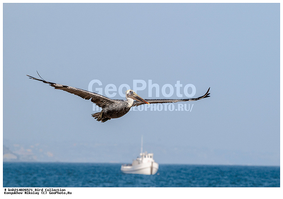 ����������, ������ ������, ���, ��������, ��������, �����, �����, ��������, �����������, ������� �����, ������� �����, DONE, �����������, Pelecanidae, ����� �������, ������������ ����� �������, Pelecanus occidentalis, XYZ