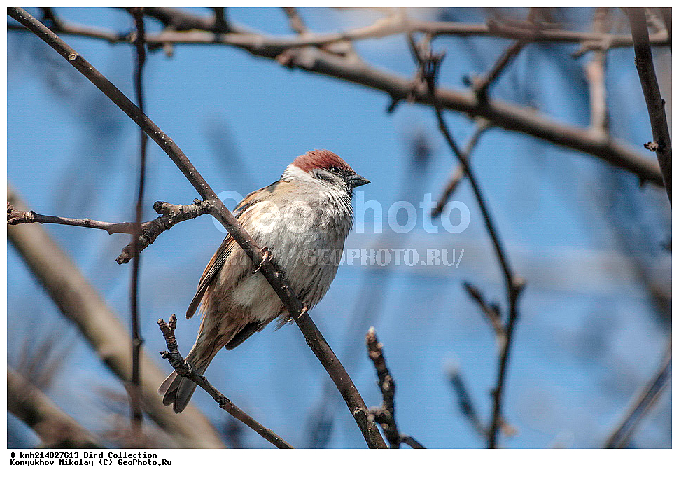 �����������, ���������� �������, ������, ��������, ��������, �����, �����, ��������, �����������, DONE, ����������, Passeridae, ������� �������, Passer montanus, ������������� �������, ����������� �������, XYZ, ����������� ������, ����������� ����������� �����