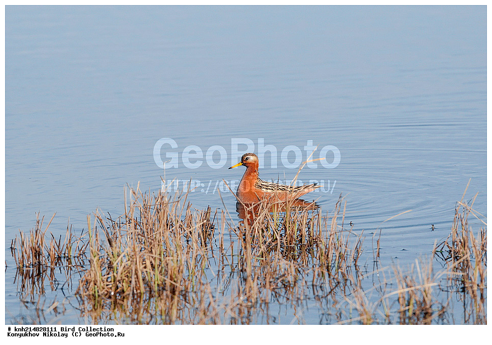 �������, ��������� ����, �������, ����������� ���������, ������������� �������, �������� ���������� �����, ������, ��������, ��������, �����, �����, ��������, �����������, �����, ������, ������� �����, ������� �����, DONE, ���������, Scolopacidae, ����������� ���������, Phalaropus fulicarius, XYZ