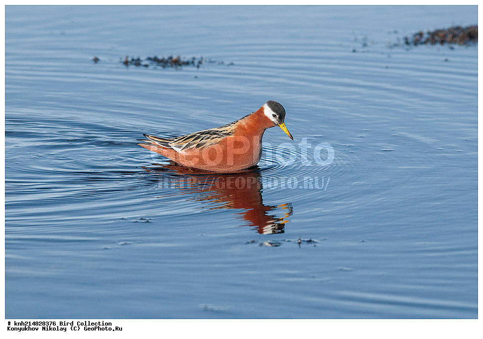 �������, ��������� ����, �������, ����������� ���������, ������������� �������, �������� ���������� �����, ������, ��������, ��������, �����, �����, ��������, �����������, �����, ������, ������� �����, ������� �����, DONE, ���������, Scolopacidae, ����������� ���������, Phalaropus fulicarius, XYZ