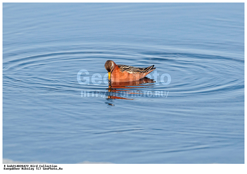 �������, ��������� ����, �������, ����������� ���������, ������������� �������, �������� ���������� �����, ������, ��������, ��������, �����, �����, ��������, �����������, �����, ������, ������� �����, ������� �����, DONE, ���������, Scolopacidae, ����������� ���������, Phalaropus fulicarius, XYZ