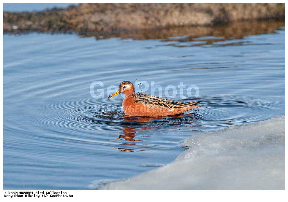 �������, ��������� ����, �������, ����������� ���������, ������������� �������, �������� ���������� �����, ������, ��������, ��������, �����, �����, ��������, �����������, �����, ������, ������� �����, ������� �����, DONE, ���������, Scolopacidae, ����������� ���������, Phalaropus fulicarius, XYZ