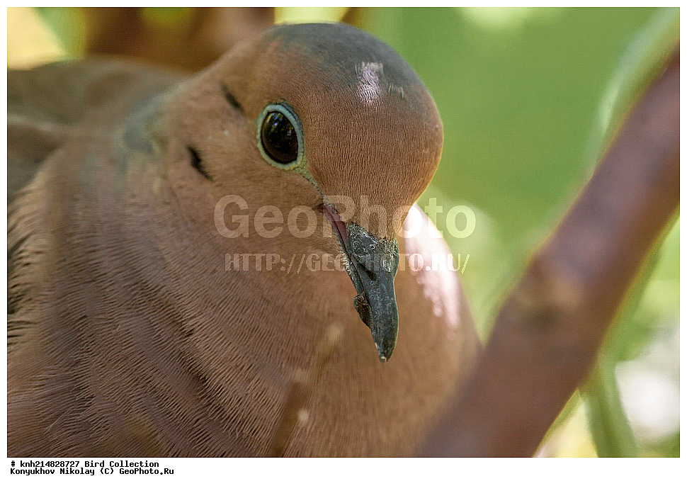 ���, ��������, ��������, ��������, ��������, �����������, �����, �����, DONE, ���������, Columbidae, �������� �������, Zenaida macroura, XYZ