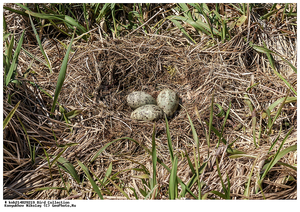 ����������� ������� ��������, ������, ���, ����� �����, ����������� �����, ������� ������, ������ ������, ��������, ��������, ��������, �����������, ������� �����, ������� �����, DONE, ��������, Laridae, ���������� �����, Larus glaucescens, ������, ������, �����, �����, XYZ