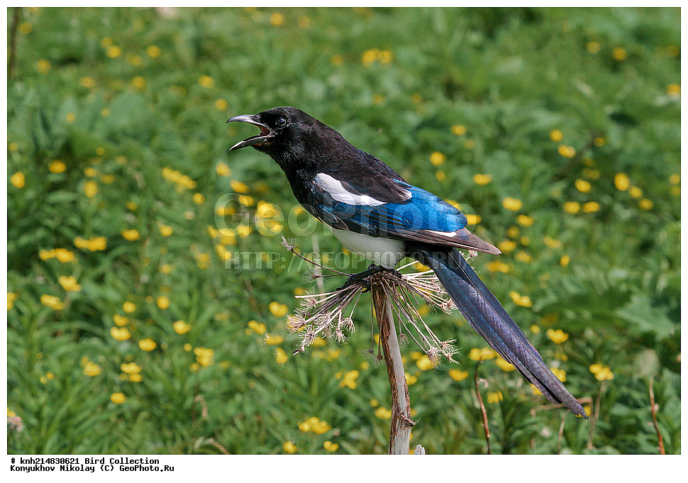 ����������� ������� ��������, ������, ���, ����� �����, ����������� �����, ������� ������, ������ ������, ��������, ��������, ��������, �����������, �����, �����, DONE, ��������, ���������, Corvidae, ������������������ ������, Pica hudsonia, XYZ