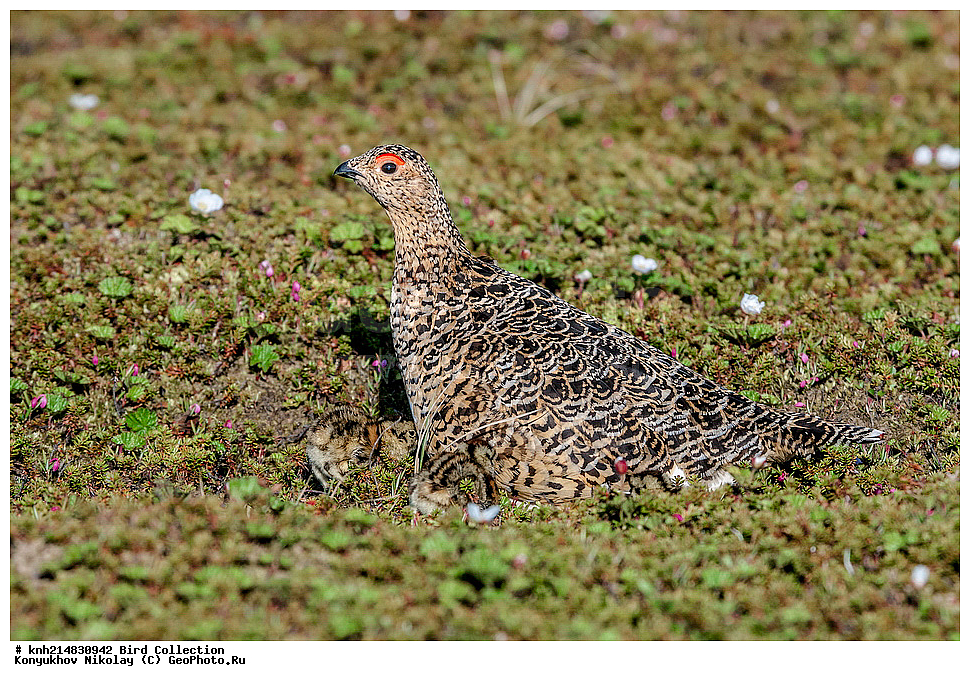 �������, ��������� ����, �������, ����������� ���������, ������������� �������, �������� ���������� �����, ������, ��������, ��������, �����, �����, ��������, �����������, �����������������, ������������� �����, ������������� �����, DONE, �����������, Tetraonidae, ����� ���������, Lagopus lagopus, XYZ