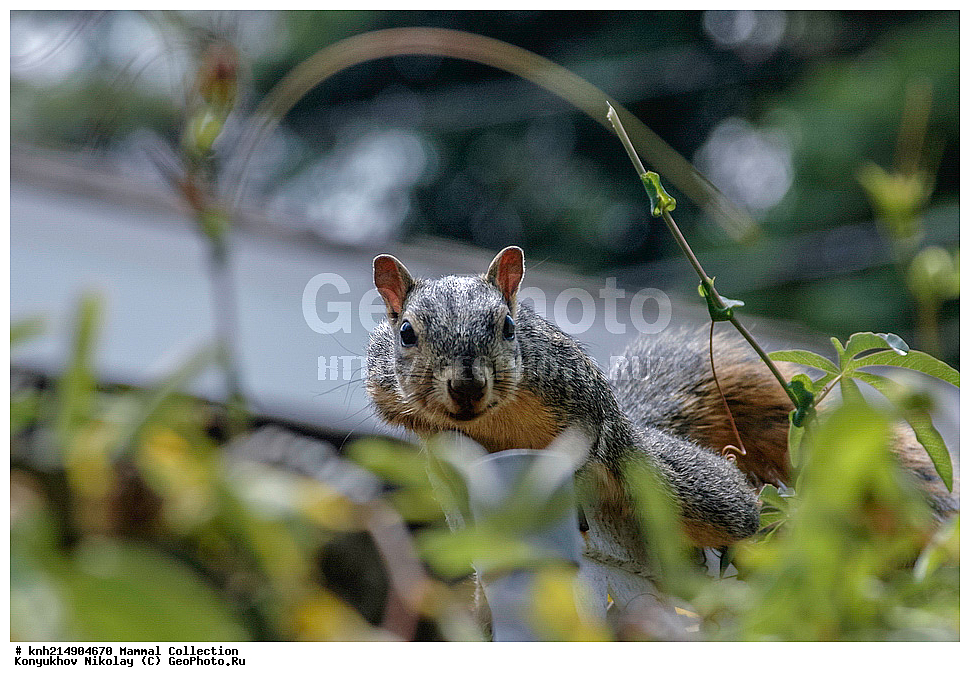 ���, ����������, ���-��������, ��������, ��������, ������� �������������, ������� �������������, ������� �����, ������� �����, DONE, �������, Sciuridae, ����� �����, ������ �����, Sciurus niger, XYZ