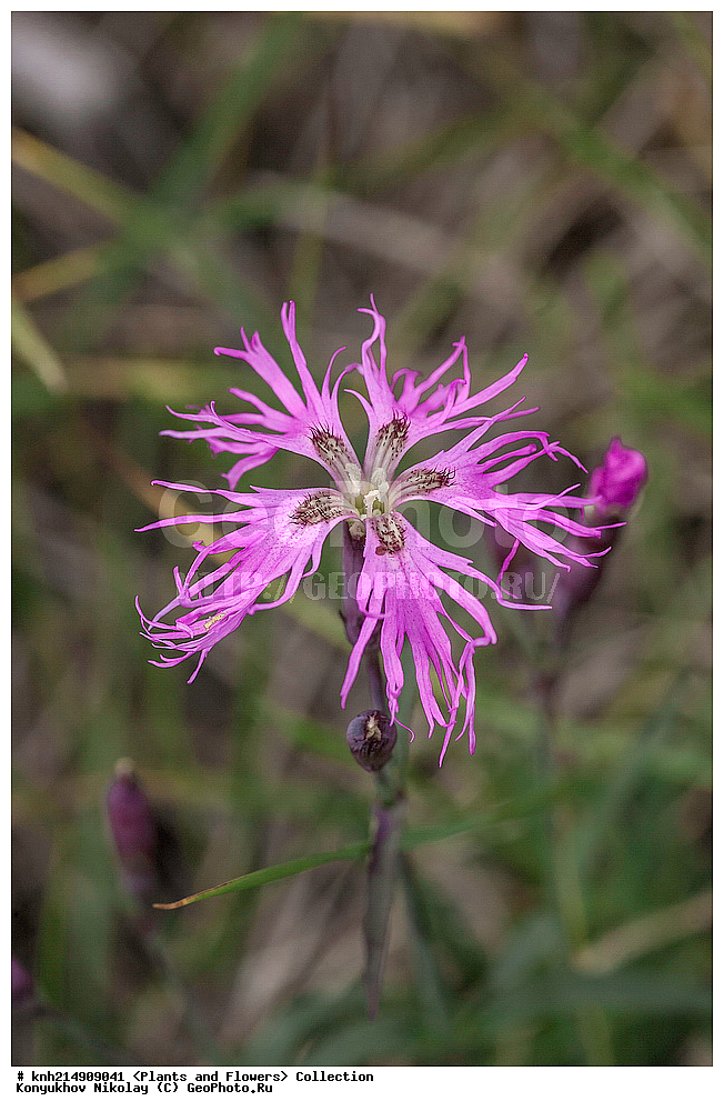 �������, ��������� ����, �������, ����������� ���������, ������������� �������, �������� ���������� �����, ������, ������ ��������, �����, ���������� ��������, ������������ ��������, ������������ ��������, ������, �����, DONE, ���������, Ranunculaceae, �������� ������, �������� ��������, Dianthus superbus, XYZ