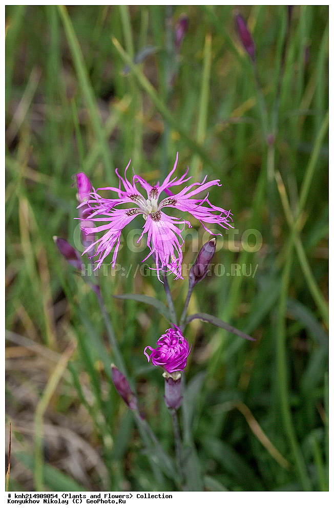 �������, ��������� ����, �������, ����������� ���������, ������������� �������, �������� ���������� �����, ������, ������ ��������, �����, ���������� ��������, ������������ ��������, ������������ ��������, ������, �����, DONE, ���������, Ranunculaceae, �������� ������, �������� ��������, Dianthus superbus, XYZ