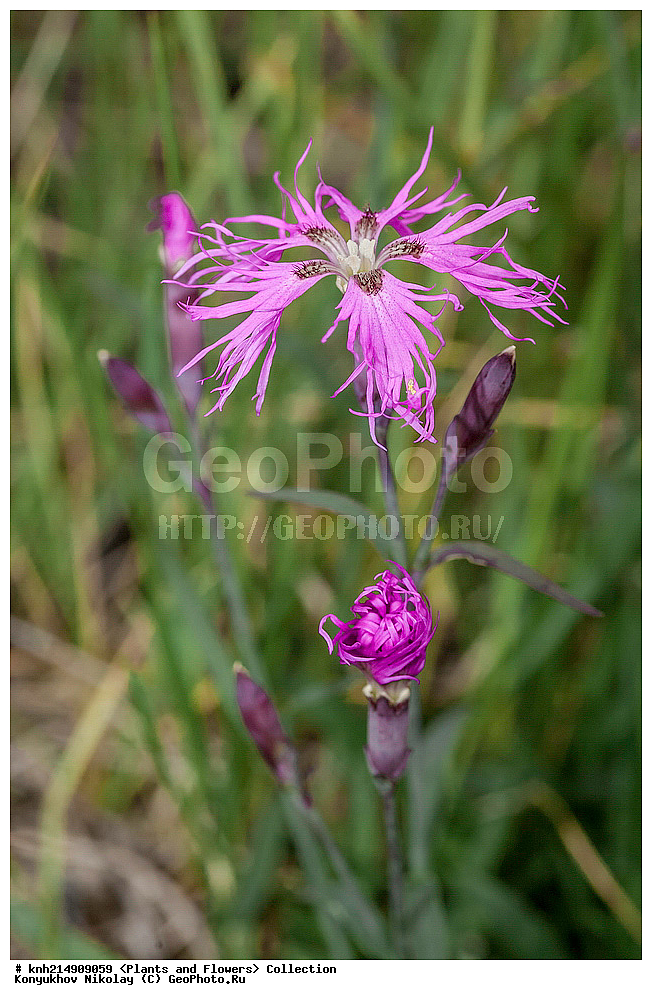 �������, ��������� ����, �������, ����������� ���������, ������������� �������, �������� ���������� �����, ������, ������ ��������, �����, ���������� ��������, ������������ ��������, ������������ ��������, ������, �����, DONE, ���������, Ranunculaceae, �������� ������, �������� ��������, Dianthus superbus, XYZ