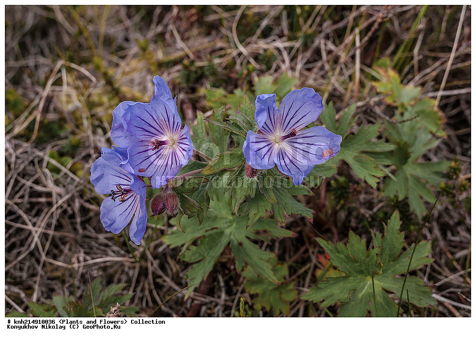 ����������� ������� ��������, ������, ���, ����� �����, ����������� �����, ������� ������, ������ ������, ���������, ������ ��������, �����, ���������� ��������, ������������ ��������, ������������ ��������, ������, �����, DONE, ����������� ������� ��������, ������, ���, ����� �����, ����������� �����, ������� ������, ������ ������, ����������, Geraniaceae, ������ ������������������, Geranium erianthum, XYZ