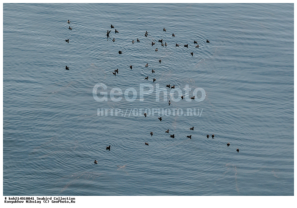 ����������� ������� ��������, ������, ���, ����� �����, ����������� �����, ������� ������, ������ ������, ��������, ��������, ��������, �����������, �����, �����, ������� �����, ������� �����, DONE, ����������, Alcidae, ����������, Cyclorrhynchus psittacula, Aethia psittacula, XYZ