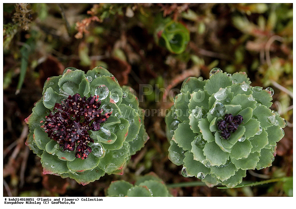  ����������� ������� ��������, ������, ���, ����� �����, ����������� �����, ������� ������, ������ ������, ���������, ������ ��������, �����, ���������� ��������, ������������ ��������, ������������ ��������, ������, �����, DONE, ����������� ������� ��������, ������, ���, ����� �����, ����������� �����, ������� ������, ������ ������, ������������,Crassulaceae, ������� �������, ������� �����������, ������� ��������, ������� ������, ������� ������, Rhodiola rosea, XYZ