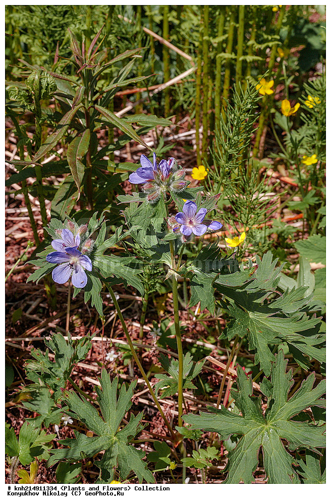 ����������� ������� ��������, ������, ���, ����� �����, ����������� �����, ������� ������, ������ ������, ���������, ������ ��������, �����, ���������� ��������, ������������ ��������, ������������ ��������, ������, �����, DONE, ����������� ������� ��������, ������, ���, ����� �����, ����������� �����, ������� ������, ������ ������, ����������, Geraniaceae, ������ ������������������, Geranium erianthum, XYZ