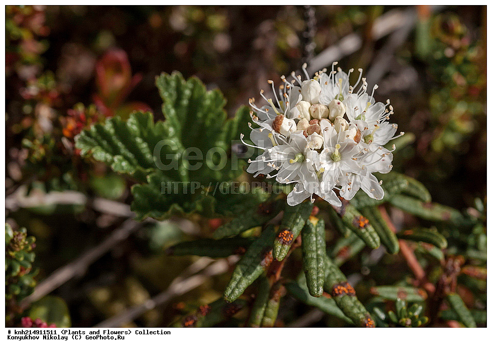 ����������� ������� ��������, ������, ���, ����� �����, ����������� �����, ������� ������, ������ ������, ���������, ������ ��������, �����, ���������� ��������, ������������ ��������, ������������ ��������, ������, �����, DONE, ����������� ������� ��������, ������, ���, ����� �����, ����������� �����, ������� ������, ������ ������, ����������, Ericaceae, ��������� ��������, ����� ��������, ���������, Ledum palustre, Rhododendron tomentosum, Ledum tomentosum, Rhododendron palustre, ���������, ����������, ������������ ��������, ������������ ��������, ������������, ������������ �����������, �����������, ������������, ���������, �����, ����������, XYZ