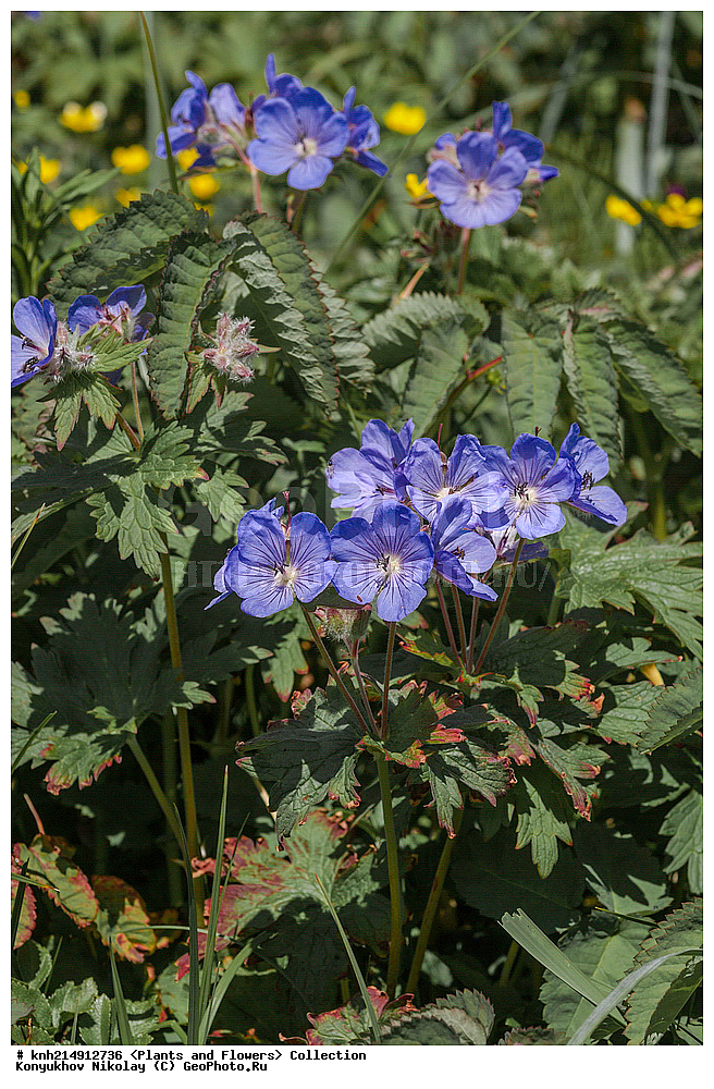 ����������� ������� ��������, ������, ���, ����� �����, ����������� �����, ������� ������, ������ ������, ���������, ������ ��������, �����, ���������� ��������, ������������ ��������, ������������ ��������, ������, �����, DONE, ����������� ������� ��������, ������, ���, ����� �����, ����������� �����, ������� ������, ������ ������, ����������, Geraniaceae, ������ ������������������, Geranium erianthum, XYZ