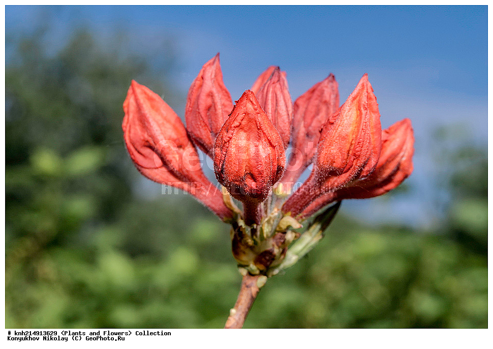 �����������, ���������� �������, ������ ��������, ��������, �����, ���������� ��������, �������, ������� ��������, ������, �����, DONE, ����������, Ericaceae, ������ ���������������, ������ ������, ������ ���������, ����������� ����������� ������ ������, ���� ���������, Rhododendron molle x Rhododendron calendulaceum x Rhododendron arborescens x Rhododendron occidentale, ������, ���������, ����������, ������������ ��������, ������������ ��������, ������������, ������������ �����������, �����������, ������������, ���������, �����, ����������, ������������ ��������, ������������ ��������, ������������, ������������, ������������, �����������, XYZ, ����������� ������, ����������� ����������� �����