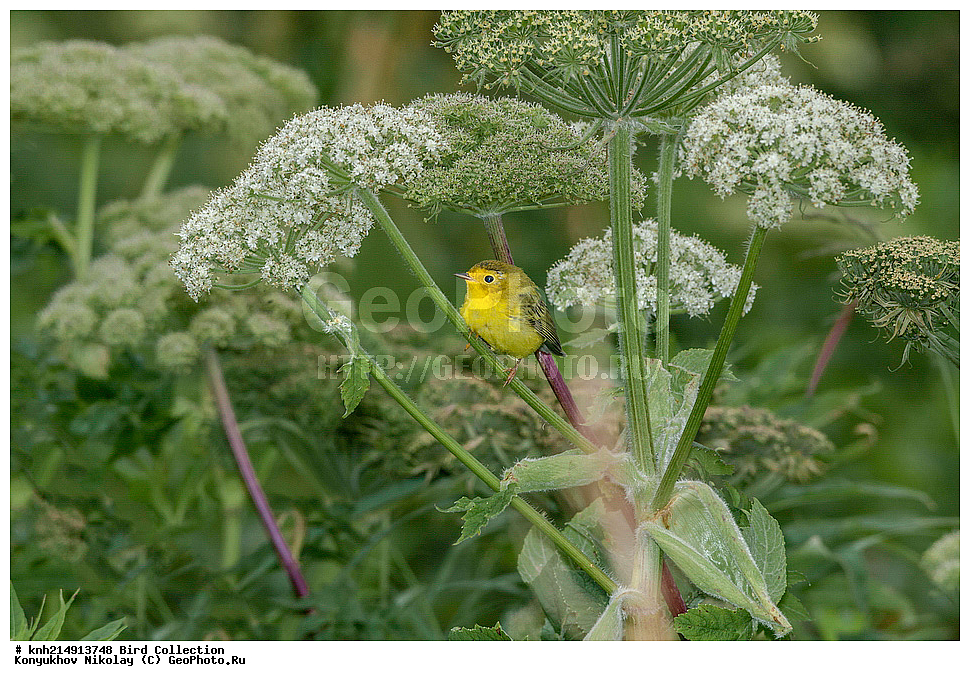 ����������� ������� ��������, ������, ���, ����� �����, ����������� �����, ������� ������, ������ ������, ��������, ��������, ��������, �����������, �����, �����, DONE, �������������, ������ ������, , XYZ