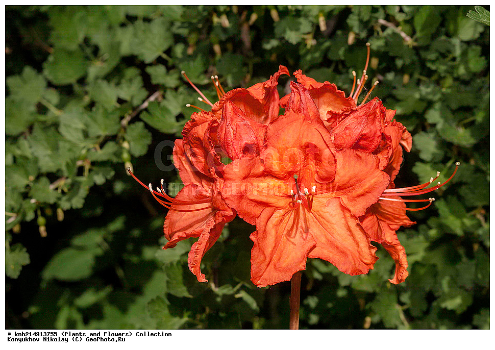 �����������, ���������� �������, ������ ��������, ��������, �����, ���������� ��������, �������, ������� ��������, ������, �����, DONE, ����������, Ericaceae, ������ ���������������, ������ ������, ������ ���������, ����������� ����������� ������ ������, ���� ���������, Rhododendron molle x Rhododendron calendulaceum x Rhododendron arborescens x Rhododendron occidentale, ������, ���������, ����������, ������������ ��������, ������������ ��������, ������������, ������������ �����������, �����������, ������������, ���������, �����, ����������, ������������ ��������, ������������ ��������, ������������, ������������, ������������, �����������, XYZ, ����������� ������, ����������� ����������� �����