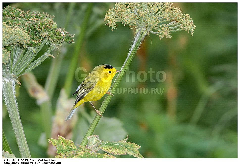 ����������� ������� ��������, ������, ���, ����� �����, ����������� �����, ������� ������, ������ ������, ��������, ��������, ��������, �����������, �����, �����, DONE, �������������, ������ ������, , XYZ