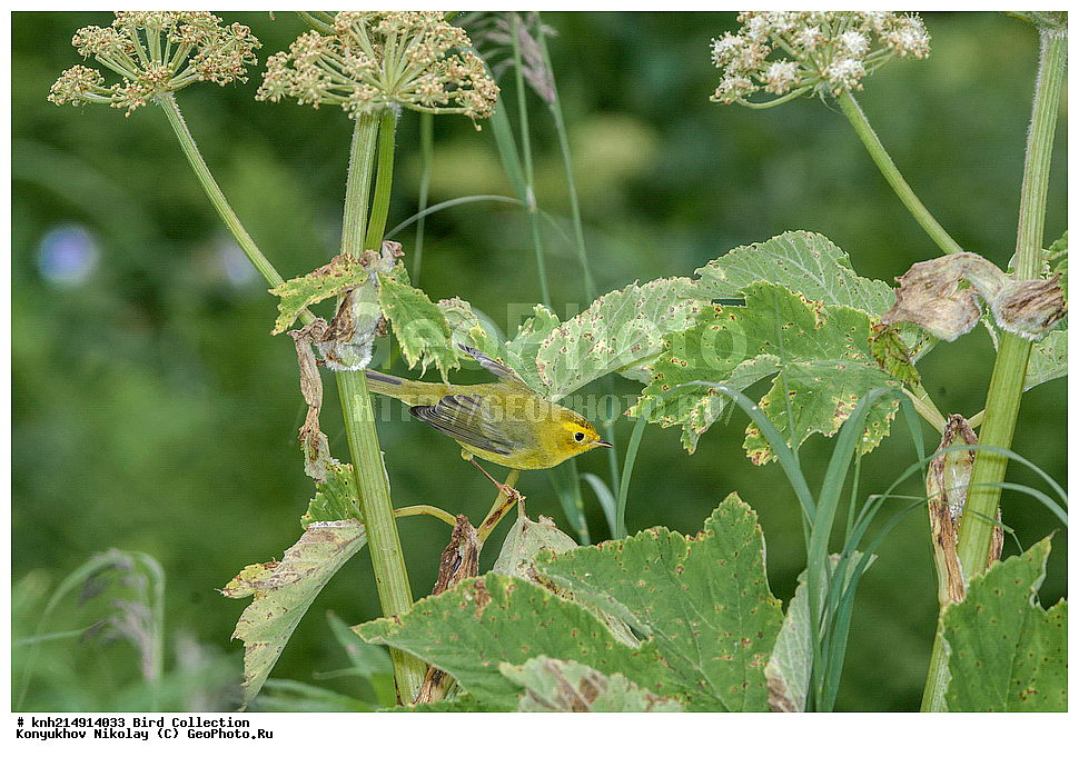 ����������� ������� ��������, ������, ���, ����� �����, ����������� �����, ������� ������, ������ ������, ��������, ��������, ��������, �����������, �����, �����, DONE, �������������, ������ ������, , XYZ