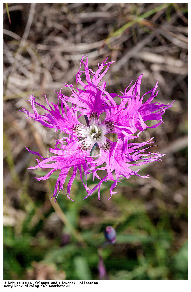 �������, ��������� ����, �������, ����������� ���������, ������������� �������, �������� ���������� �����, ������, ������ ��������, �����, ���������� ��������, ������������ ��������, ������������ ��������, ������, �����, DONE, ���������, Ranunculaceae, �������� ������, �������� ��������, Dianthus superbus, XYZ